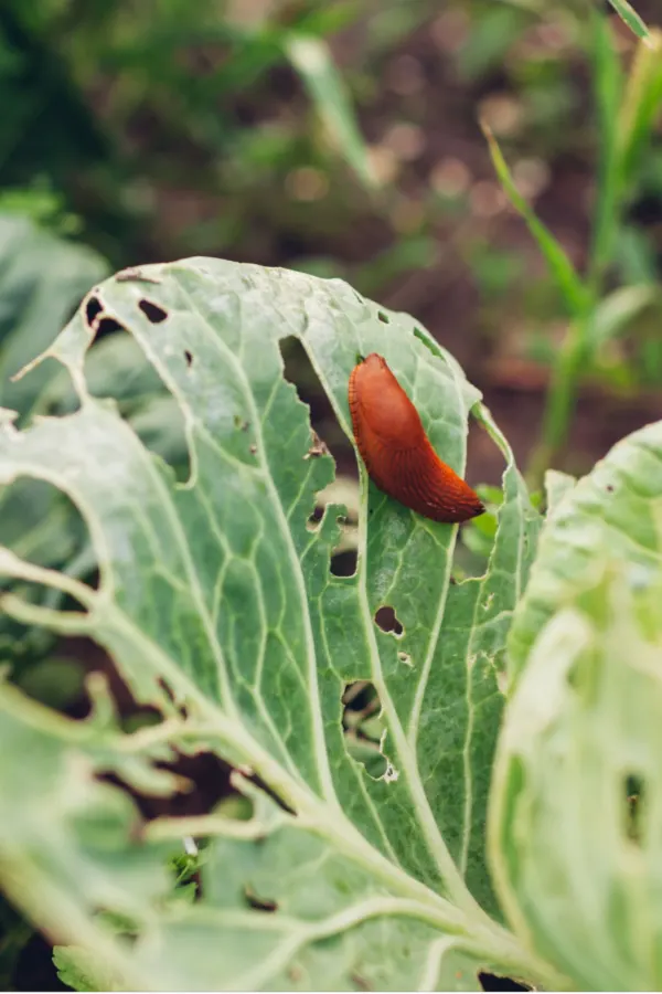 how to stop slugs
