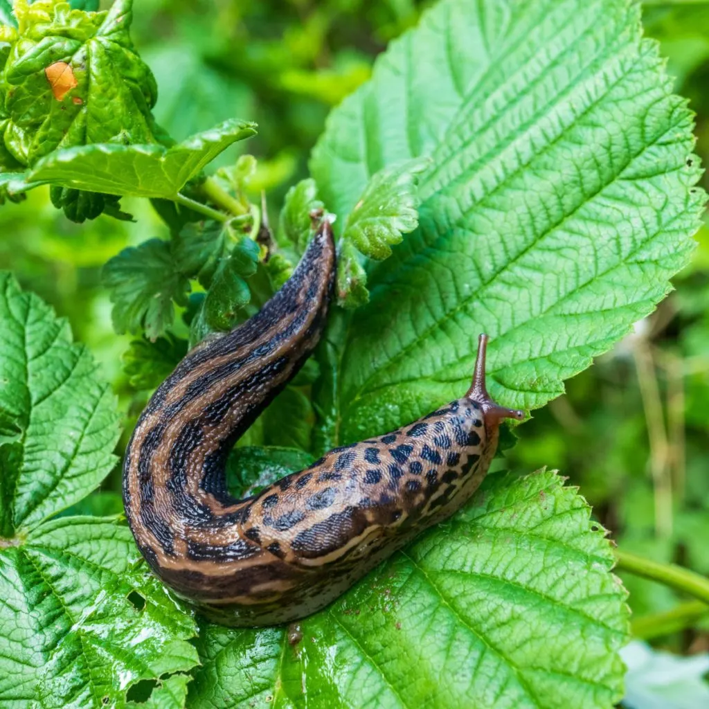 get rid of slugs
