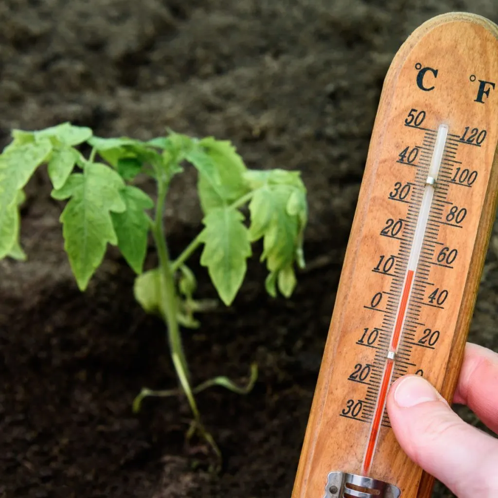 how to plant peppers
