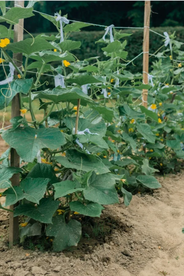 string trellis