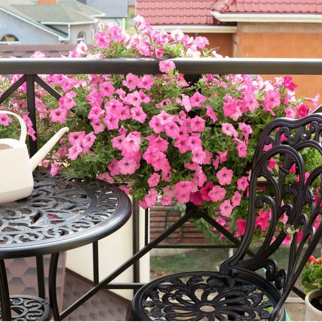 fertilize petunias