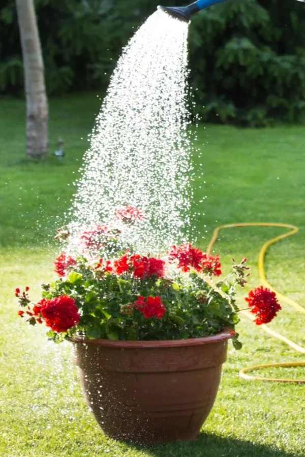 watering