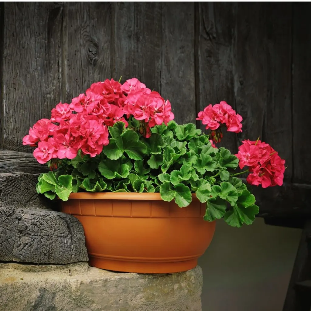 way to fertilize geraniums
