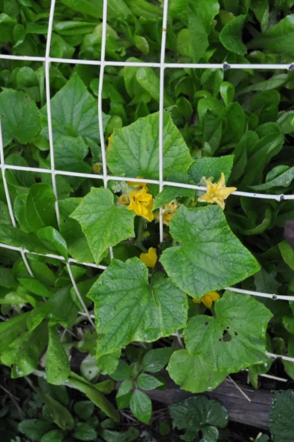 welded wire for cucumbers
