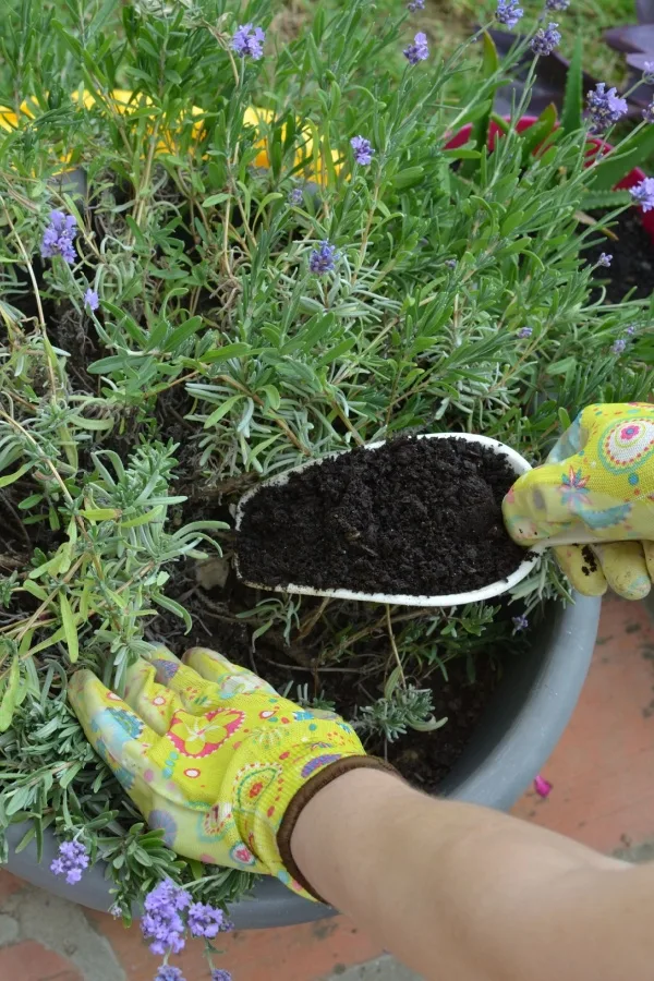 Potted lavender with compost
