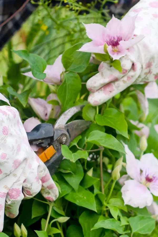 Deadheading clematis blooms