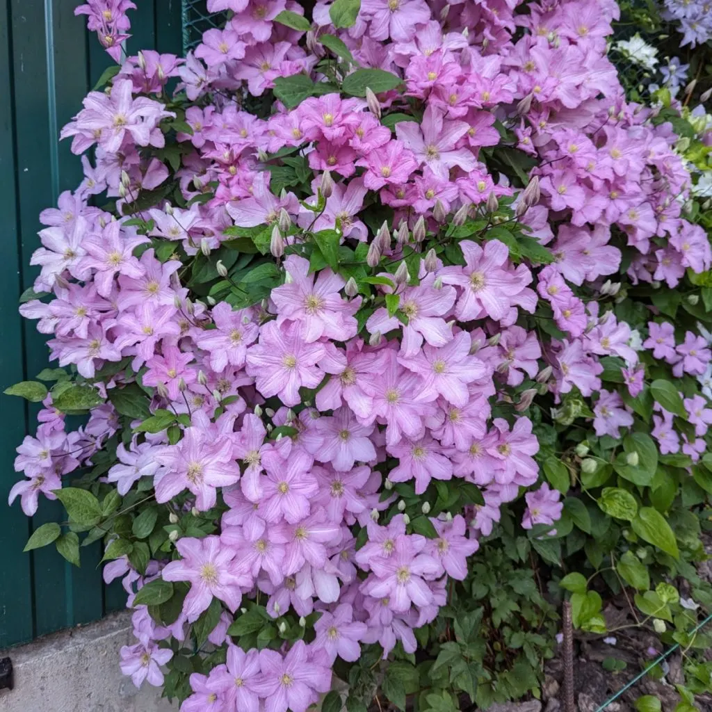 Clematis with loads of purple blooms