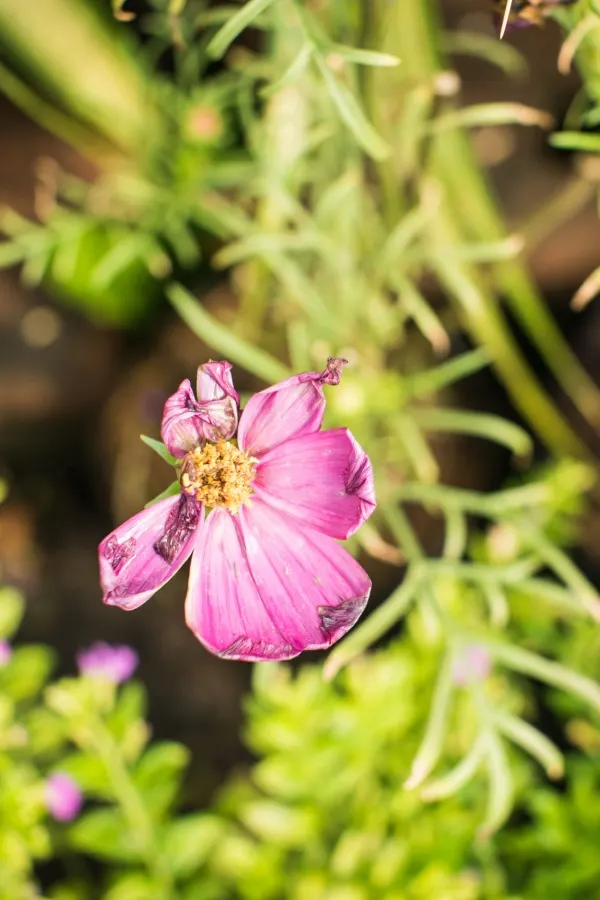 A faded cosmos bloom
