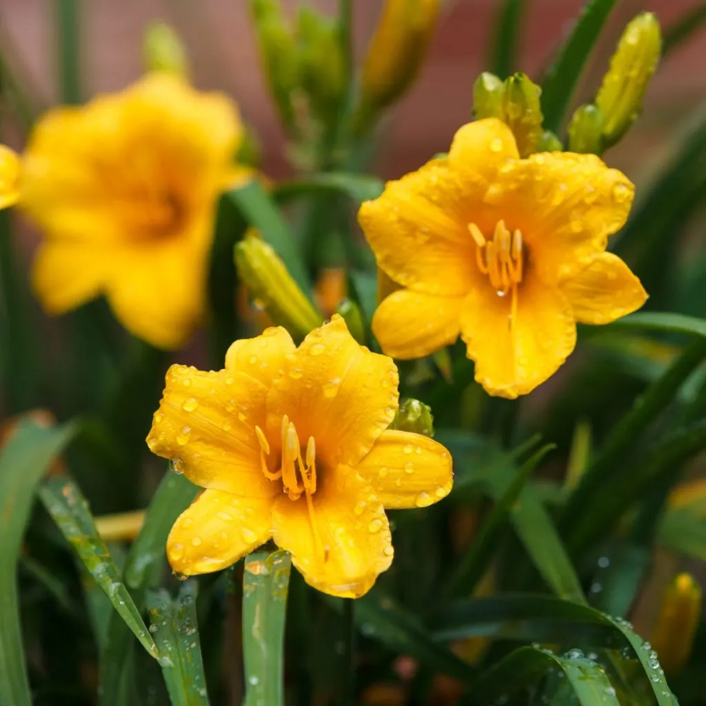 Caring for Daylilies After They Bloom