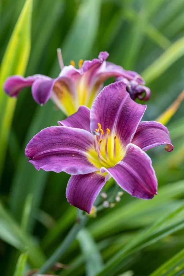 Purple daylilies - Daylilies After Blooming
