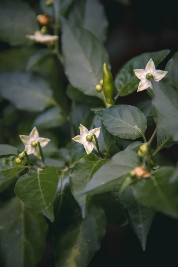 blooms on a plant.