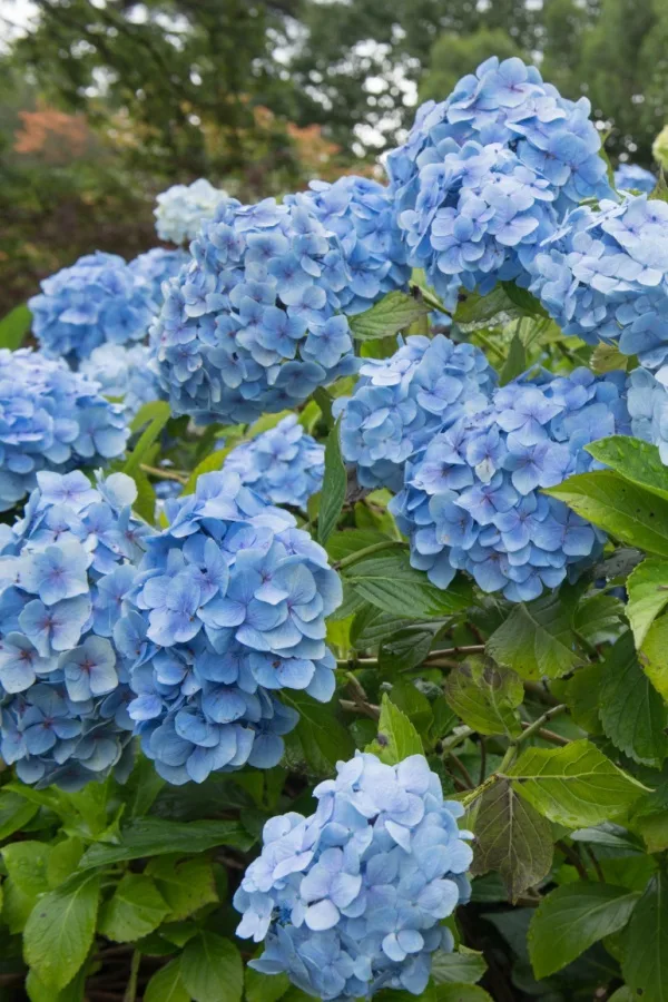 blue flowers