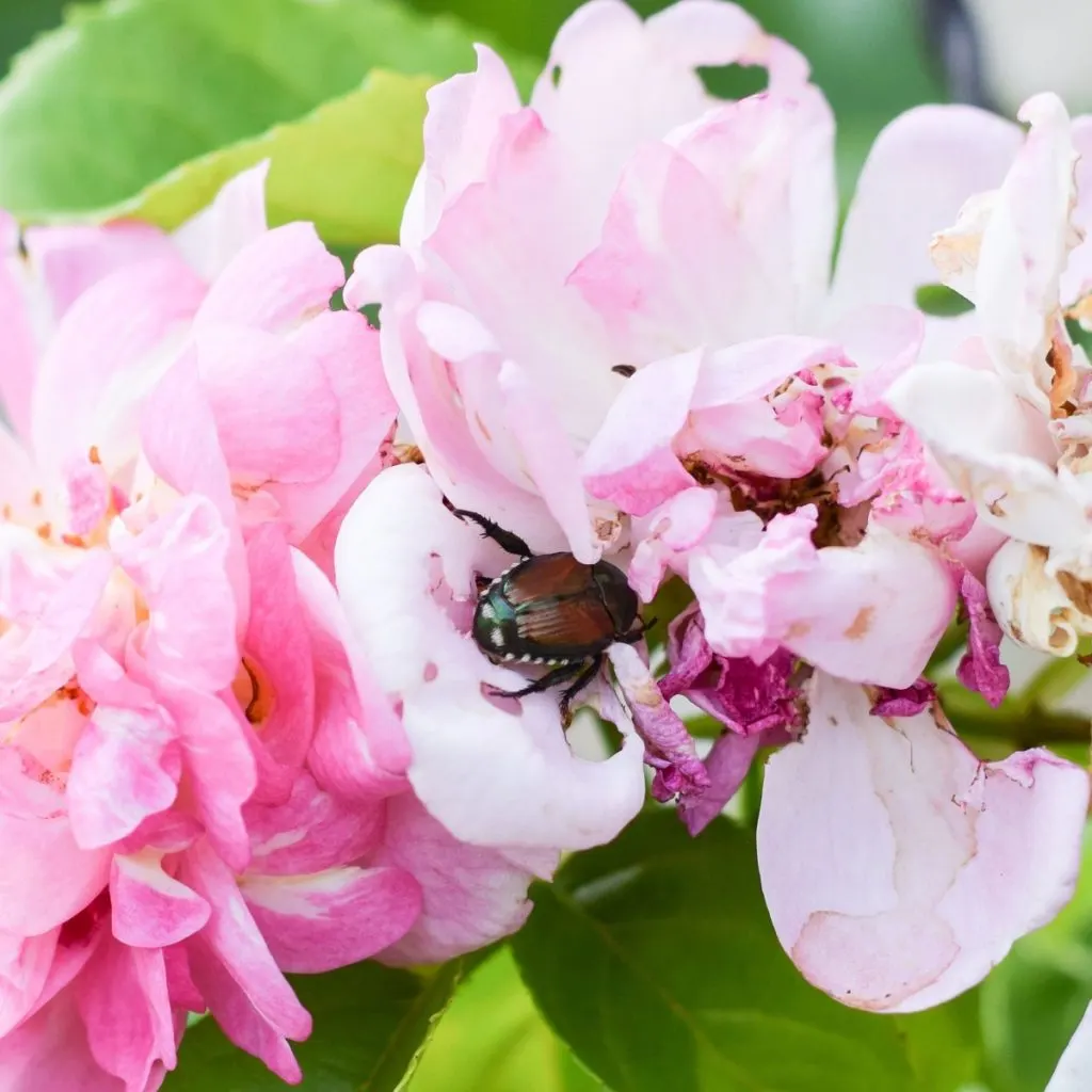 Japanese beetle on rose bushes