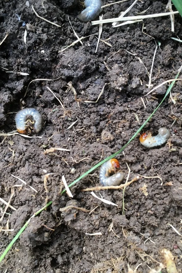 Japanese beetle grubs