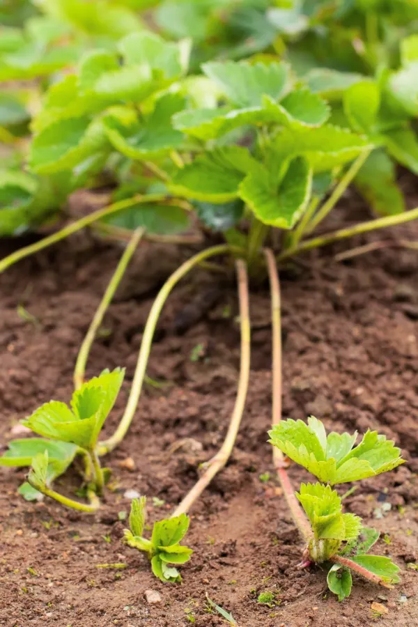 New propagated strawberry runners