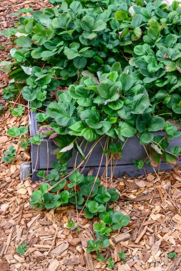 Strawberry runners