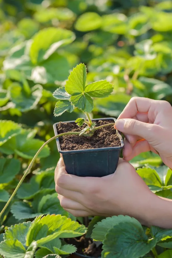 A runner being planted in a small container
