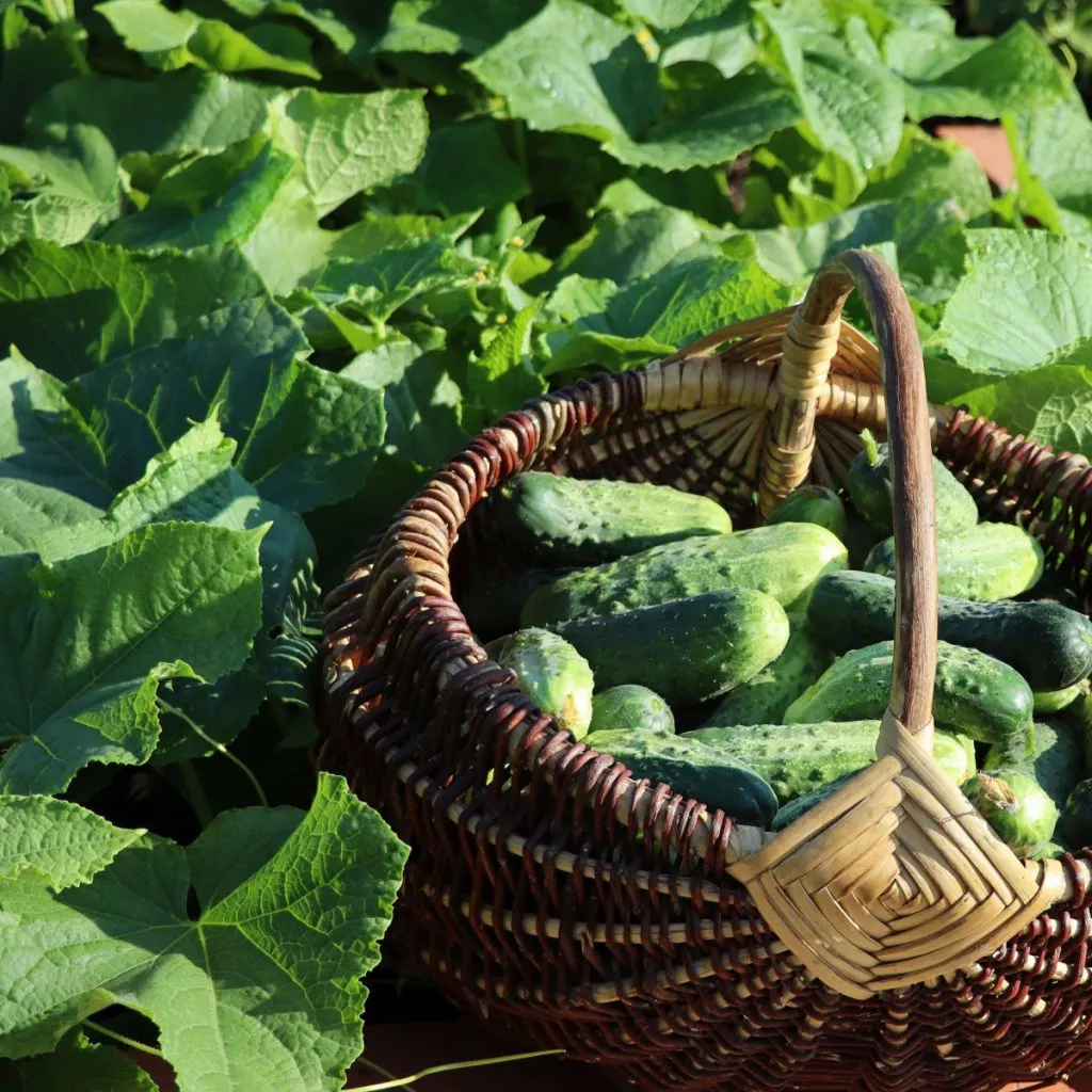 fertilize cucumbers in the summer