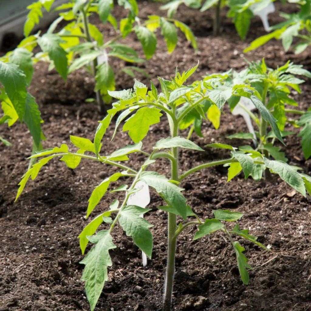 tomato plants growing fast
