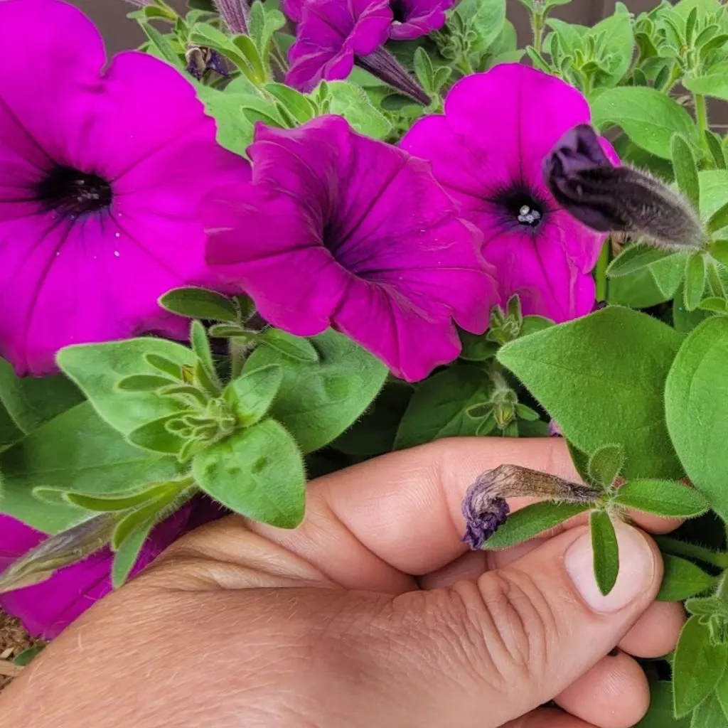 removing an old bloom