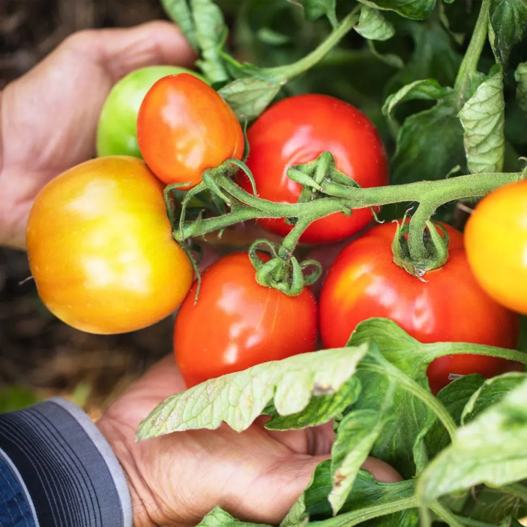 fertilize tomato plants in the summer