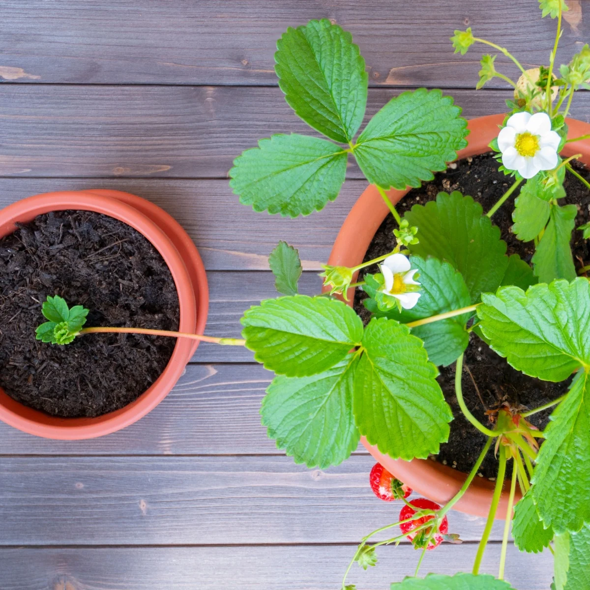 Strawberry runner and mature plant