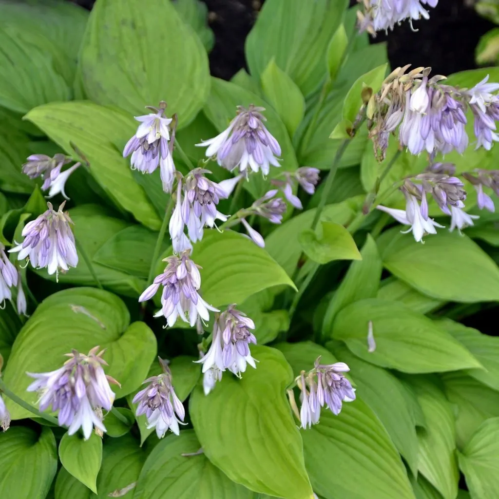 Blooming hosta plant