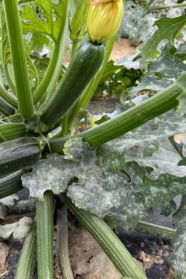 mildew