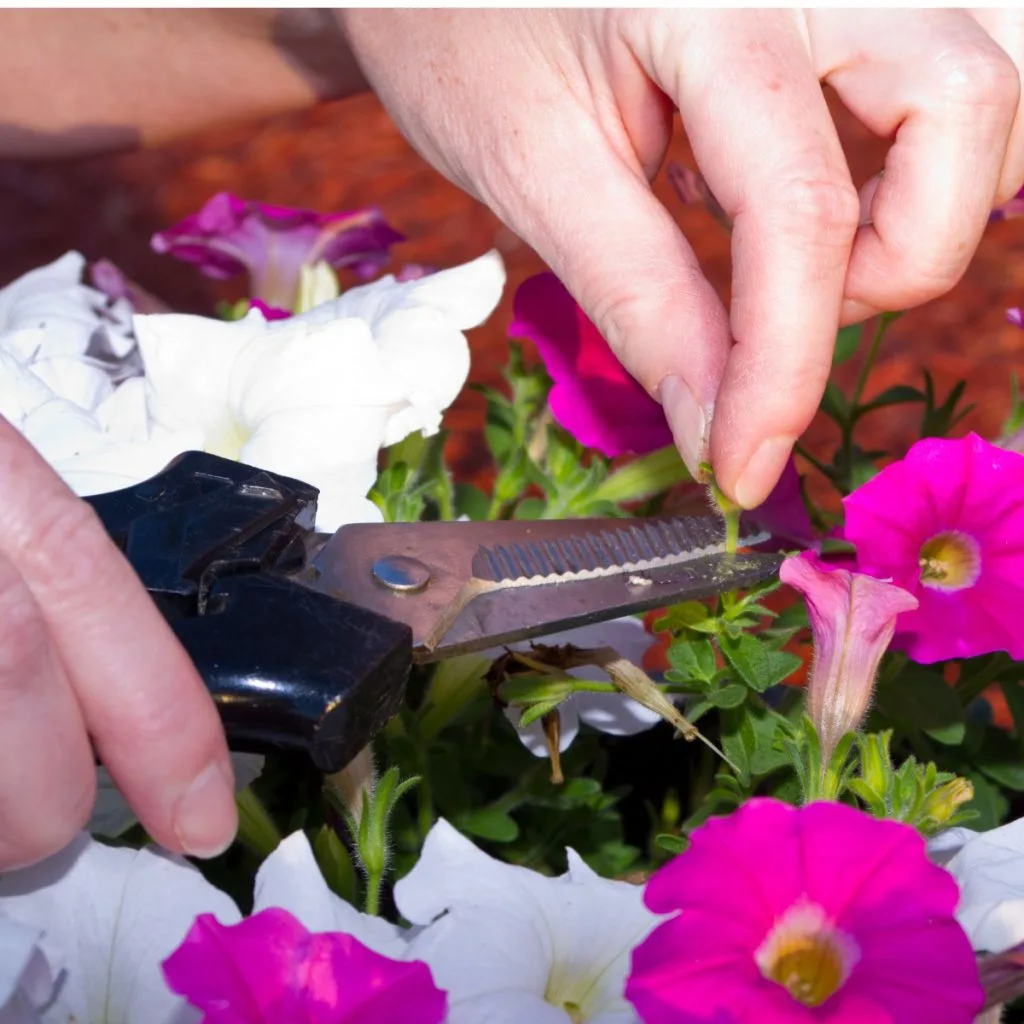 how to deadhead annuals