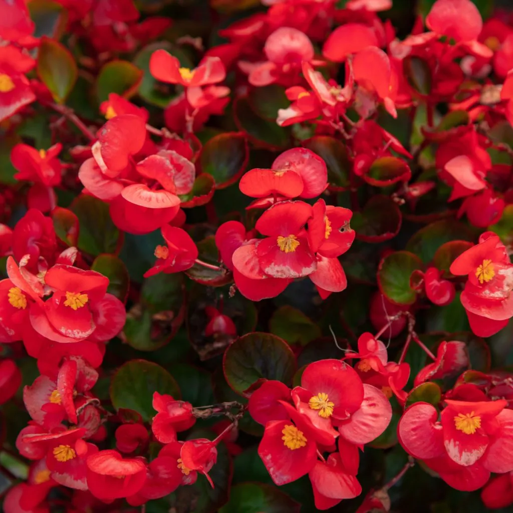 how to keep begonias blooming big