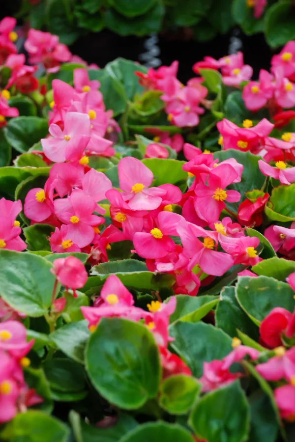 begonias blooming