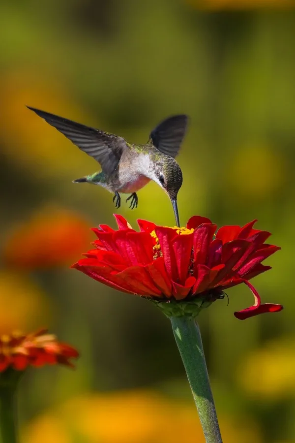 why September is the most important month to feed Hummingbirds