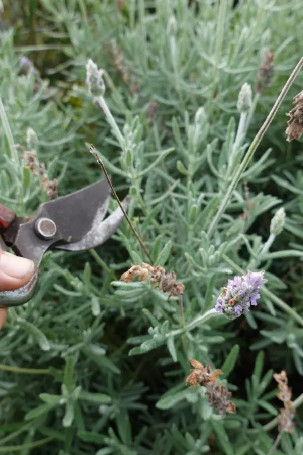 pruning lavender