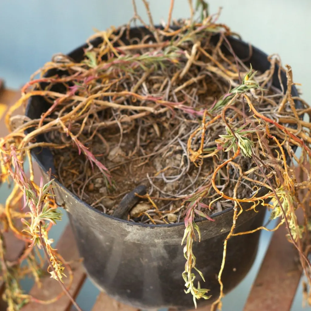 A dead potted plant - save potting soil for next year