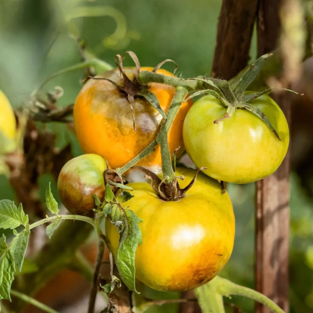 Tomato plants that have blight