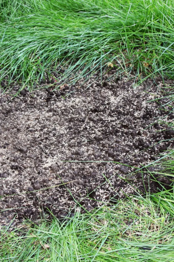 adding compost to soil for grass seed