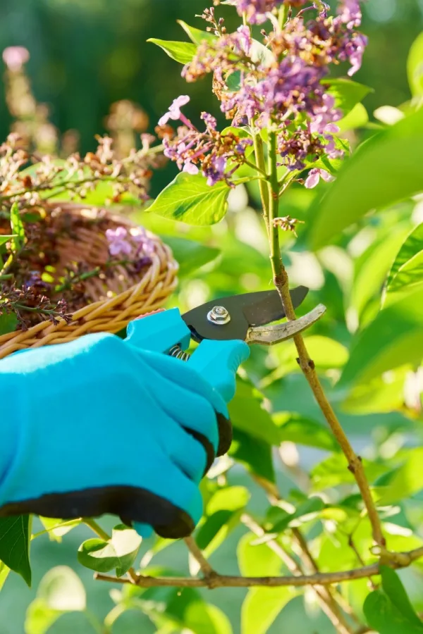 bushes not to prune