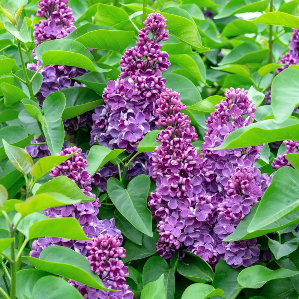 Lilac blooms - lilac bushes in the fall