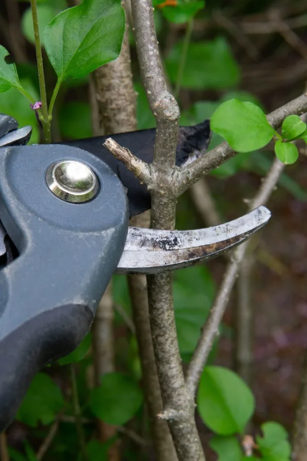 pruning lilac branches