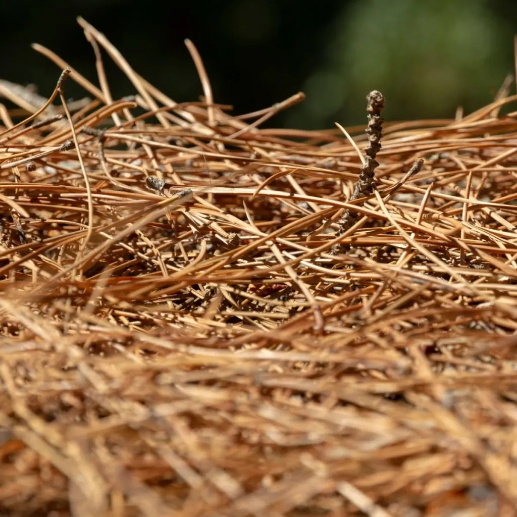 Using Pine Needles As Mulch