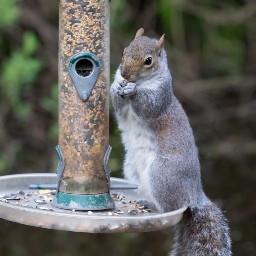 Squirrel on a bird feeder eating