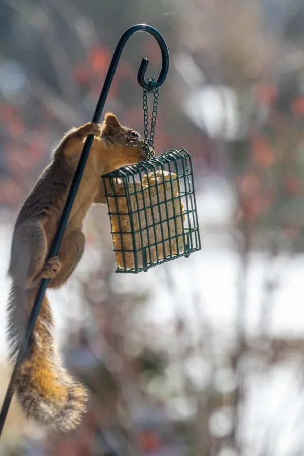 Squirrel eating suet cake - protect bird feeders