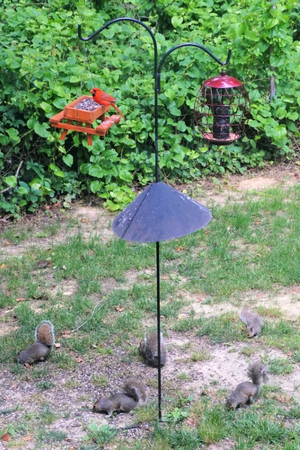 Squirrel baffle on a bird feeder pole - protect bird feeders