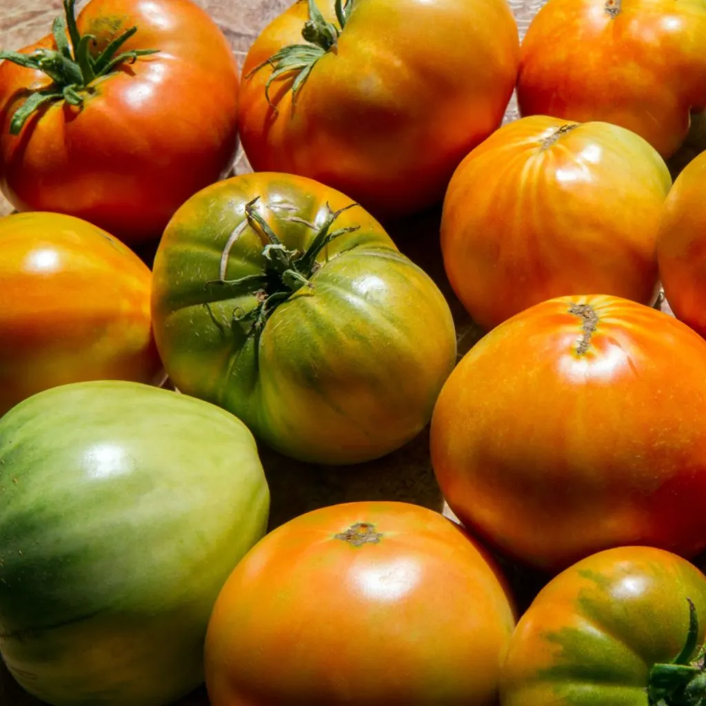 last green tomatoes to ripen