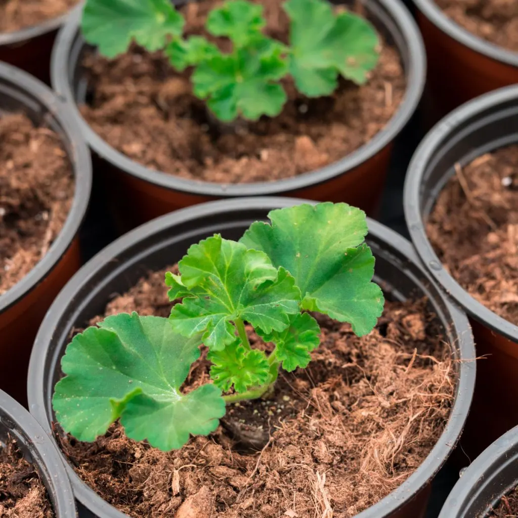 geraniums in pots