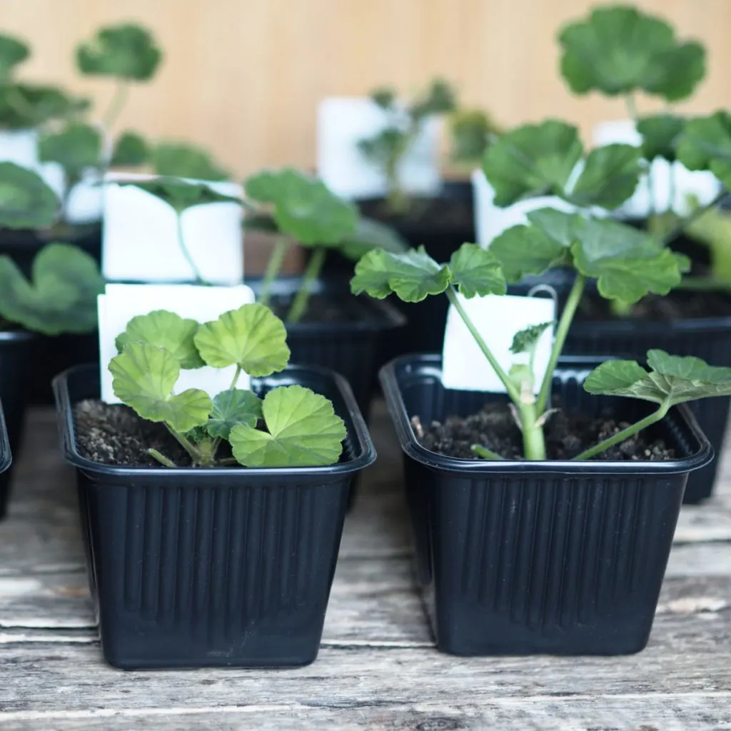 how to start geraniums indoors from seed