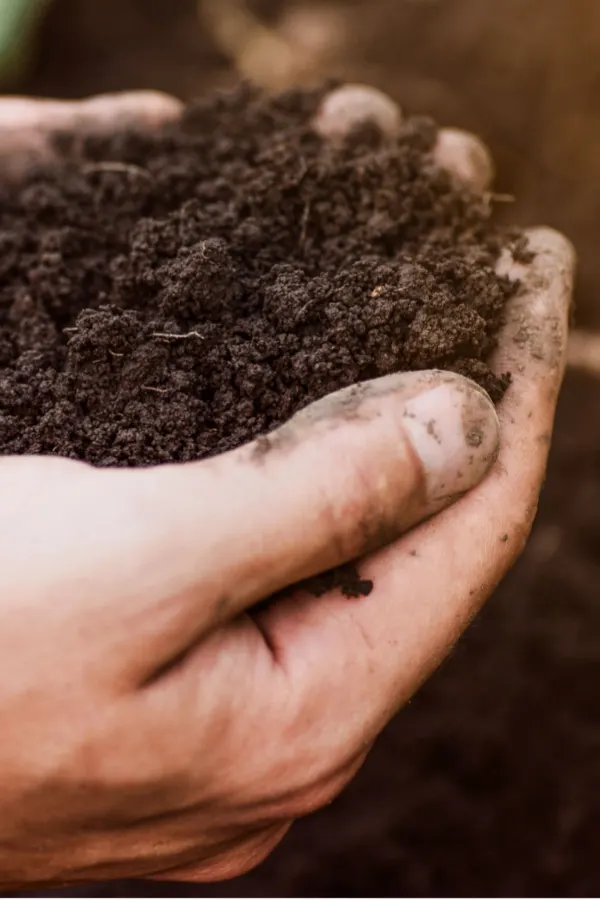 compost