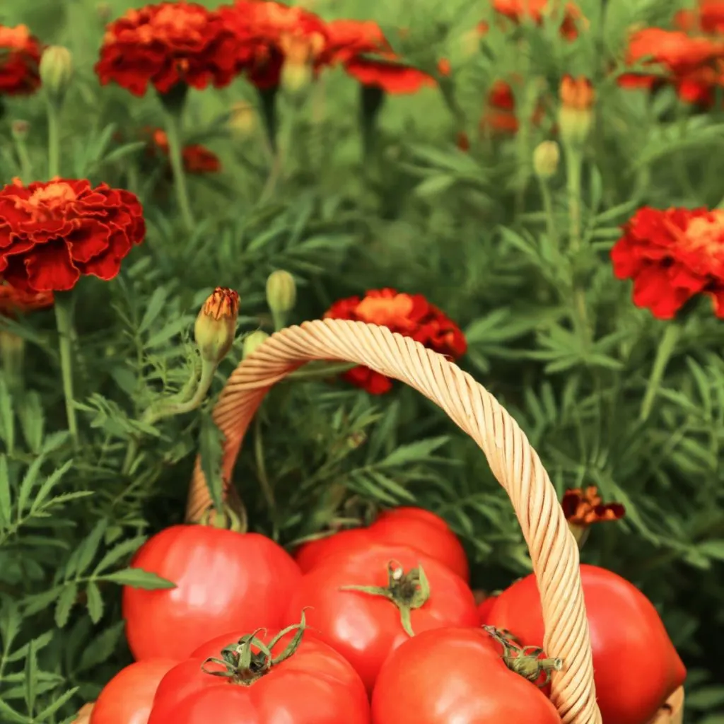 boost tomato plants with marigolds