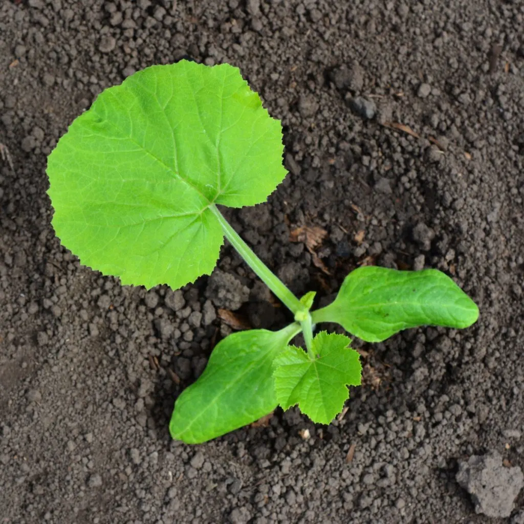 right way to plant zucchini