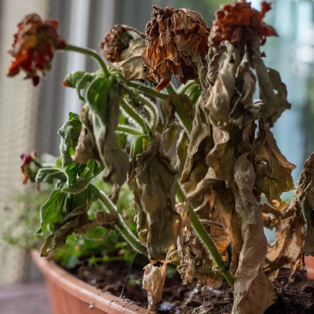 reuse old potting soil